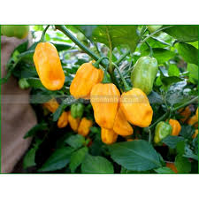  Investir Dans La Cululture Du Piment - Investissement capitaux bonjour,  je cherche un partenaire pour la culture d un hectar de piment fort. ou que vs soyez dans le monde nous pouvons travailler ensemble. c est une affaire qui peut rapporter gros. jusqu a 1000% en 6 mois