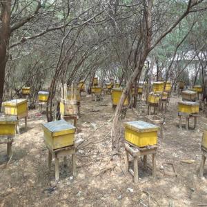  Miel Bio Cire, Propolis, Gelee Royale, Hydromel - autres production de miel bio du prosopis juliflora (bayahonde) en haiti...--plus connu sous le nom de bayahonde,  et de ses autres dérivés - production d'essain,  cire,  propolis,  pollen,  gelée royale,  venin,  vin de miel et hydromel ou haïti est le seul pays des caraïbes à produir