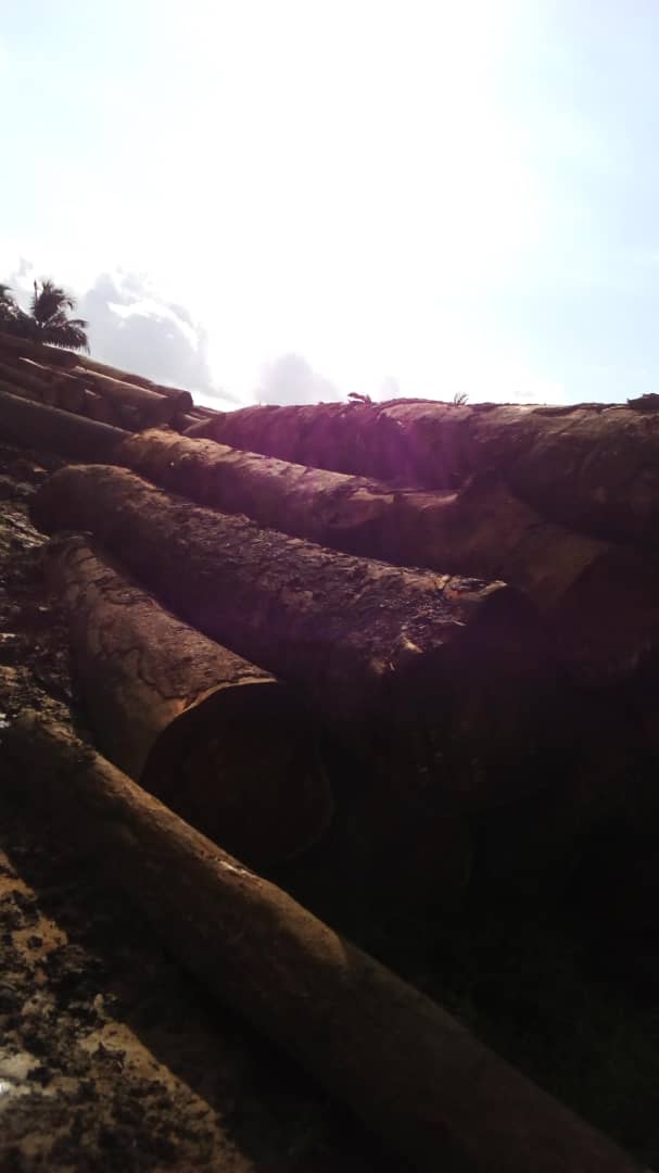  650 M3 Grumes De Tali En Vente Parc Douala Camer - autres nous disposons  de 650m3 grumes  de tali   dont  les diamètres varient de 60 cm 100 cm en vente au parc douala  cameroun. prix -275 euros /m3