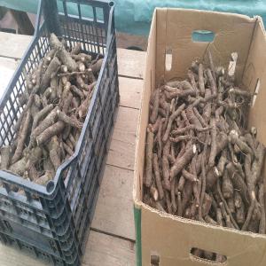  Racines Paulownia. Materiel De Propagation. - horticulture plante biocarburant materiel professionnel de paulownia en racines.--ideal pour plantations definitives et/ou pepinieres.--conseils techniques d implantation et entretien.--documents phytosanitaires pour export.