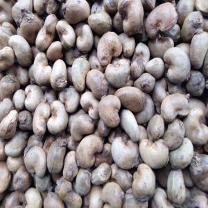 Noix De Cajou Brute - fruits secs et graines grillées nous avons en notre disposition de lanacarde brute de très bonne qualité à partir de out turn 45 environ 10 .000 tonnes en vente 450.000fcfa la tonne .merci