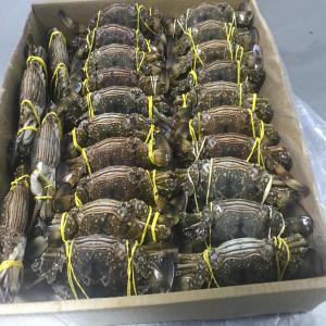  Crabe Bleue - poissons crabe bleue disponible congel&eacute;e toutes les tailles 40/60 60/80 80/100 100/150 150/200 200/250 250/300 300+ m&acirc;le et femelle avec le triage 