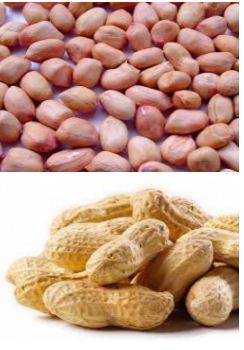  Arachide Senegalais Decortiqué Et Certifié - semence graine plant salut! je suis senegalais et chef d'une entreprise qui travaille sur plusieurs domaines notamment sur l'agriculture! --depuis plusieurs années je travaille sur l'agriculture de divers volets----vente de produits---decortiquer l'arachide---semences certifiées--etc...!--j'ai déj&a