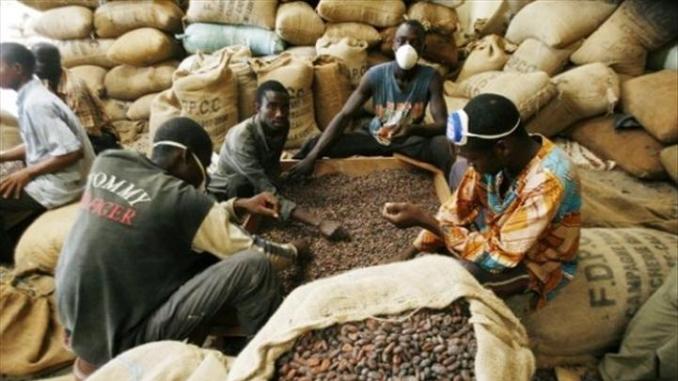  Cacao Écouler Pour La Campagne 2018-2019 - café cacao thé  nous avons à notre coupole plus de 1000 planteurs et nous recherchons un partenaire financier si possible,  qui nous aidera dans l'achat et le transport de la production jusqu'à l'usine. nous recherchons un partenaire capable de financer ou acheter notre production durant la campagne 2