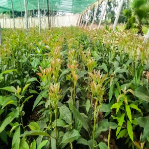  Plants D'avocatier Et D'agrumes - semence graine plant la pepinière se situe à kenitra,  birami variete d'avocatier - hass,  zitano,  feurti--variete de plants d'agrumes - citron 4 saisons,  aurika,  maroclate,  navel,  clémentine...