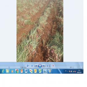  Oignon Rouge - fruits et légumes je cherche client s&eacute;rieux pour 200 t de oignon rouge sech&eacute;,  tr&egrave;s bonne qualit&eacute;.   me contacter  