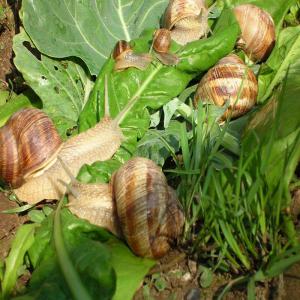  Snails For Sale Export - milk and milk products 