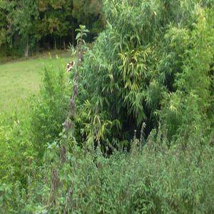  Graines D'ortie Dioïque - semence graine plant vends sachets de graines (63g) à 14 euros de grande ortie (urtica dioïca),  issues de la récolte d'orties sauvages de l'année 2020,  de mon jardin creusois,  éloigné de toute pollution.--a raison de 3g/jour ( 3 cuillères à café rases), vous dispose