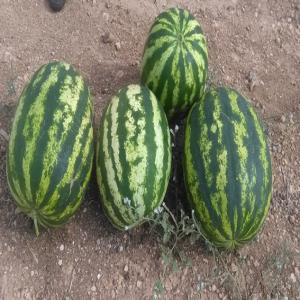  Pastèque Traitement Bio - fruits et légumes pasteque crimson sweet graines et traitement bio. (non certifié mais toutes sortes d'analyses acceptés). poids de 8 à 12 kg. 