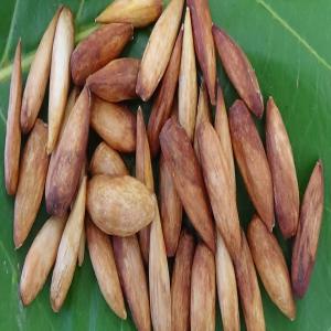  Amande Tropicale (badame) De Bonne Très Qualité - fruits secs et graines grillées nous cherchons des clients sérieux pouvant etre intéressés par l'achat des amandes tropicales connu sous le nom des badames... c'est un fruit avec les memes propriétés qu'une amande au goût très délicat pouvant etre similaire à celui d'un