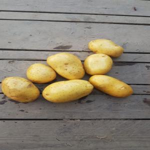  Vend Pomme De Terre - fruits et légumes vend pomme de terre lavable calibre 50 ou 55+,  seulement en big bag. --seulemant par camion complet--provenience roumanie