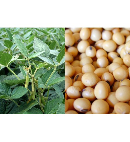  Soja Blanc Et Soja Vert En Vente - semence graine plant nous avons des tonnes de soja blanc et de soja vert en vente.--en cas d'int&eacute;ret,  veuillez nous contacter--sagep