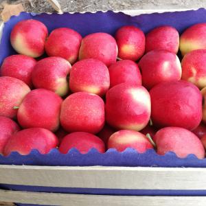  Pommes De Pologne Nouvelle Récolte 2020 - fruits et légumes j'ai &agrave; vous proposer pommes gala et golden nouvelle r&eacute;colte 2020 de pologne. conditionnement- carton/caisse en bois de 13-16, 3kg ou bac de 300kg. prix comp&eacute;titifs,  payement au comptant.--n h&eacute;sitez pas &agrave; me contacter pour plus d'infos.