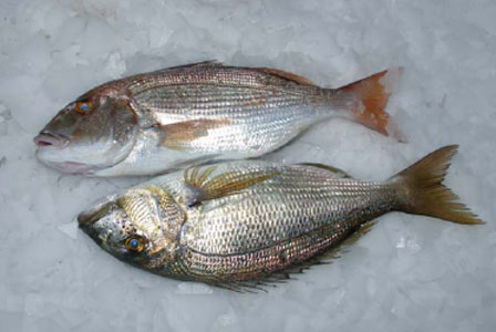  Produits De La Mer - poissons --société tunisienne fondée en 2005 dans la ville de sousse sur les cotes du méditerrané cette situation géographique nous permet de travailler tous nos produits dans les meilleurs conditions possibles de fraîcheur avec un souci  permanent de qualit&ea