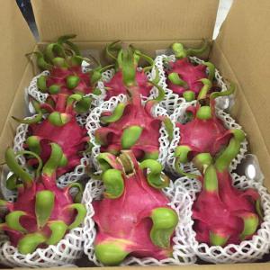 Fruits Exotiques Origine Vietnam - fruits et légumes nos --produits sont certifiées global gap. la semaine prochaine,  nous allons --voir de gros volumes de fruit du dragon.----si cela peut vous intéressez,  les autres fruits sont aussi disponibles --comme le fruit de la passion,  la mangue hoa loc et le ramboutan.