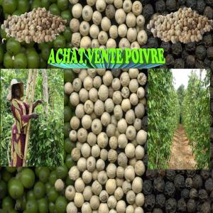  Vente De Poivre Blanc De Penja (cameroun) - épices aromates  je suis producteur de poivre blanc dans la zone volcanique de penja-cameroun (zone reconnue dans le monde entier pour sa qualité hautement épicée et raffinée de poivre blanc et noir labellisé isg par l'union europenne)--il est vendus (blanc) en fonction de la quan