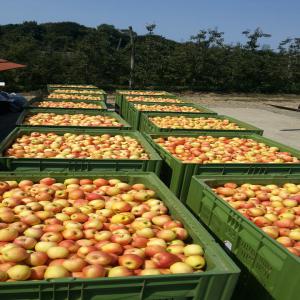 Pomme Poire - fruits et légumes arboriculteure fran&ccedil;ais bas&eacute; en republique serbe de bosnie.--vend pomme et poire---gala,  iadred,  grenny smith,  crips lady...--williams et st maria