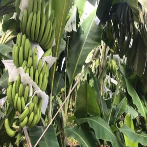  Sell Vietnam Cavendish Banana - fruits and vegetables cavendish bananas ----colour- green color and will be nice yellow. --length- 18 cm up --container capacity- 1540 ctns/cont 40' --certificate- phyto,  co --- moq- 1 40' container ----packing- we normelly pack 13.5kg/ carton box and 18.5kg/ carton box or we can pack as client's requirement