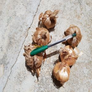  Grain De Bourrache - fruits secs et graines grillées contacter moi je vous garantie une bonne livraison. des graines de bonne qualité... si vous avez besoin de preuve je vous en donnerez suffisamment. ma campagne acajou 2019 commence en décembre 2018 pour gagner le produit a un prix raisonnable