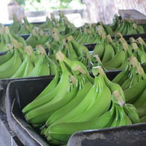  Banane Cavendish Et Plantain Côte D'ivoire - fruits et légumes notre compagnie est sp&eacute;cialis&eacute;e dans la vente locale et l'exportation de bananes cavendish et banane  plantain,  &agrave; toutes p&eacute;riodes de l'ann&eacute;e. --n'h&eacute;sitez pas &agrave; nous contacter  pour plus de d&eacute;tails. whatsapp 