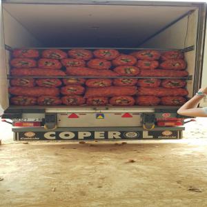  Pomme De Terre Bonne Qualité Maroc' - fruits et légumes pomme de terre ---origin - chtouka ait baha - souss massa - maroc--stockage - frigo - zi ait meloul - maroc--quantité - + 500 tonnes--prix - par rapport à la qualité ---(3dh/kg bonne quality) ( 2.5dh qualité moyenne).