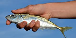  Recherche De Fournisseur - poissons activit&eacute; exercee- -----importation de produits agroalimentaires, ---commerce g&eacute;n&eacute;ral, ---diverses prestations de services, --et plus g&eacute;n&eacute;ralement, toutes op&eacute;rations industrielles,  commerciales ou financi&egrave;res,  immobili&egrave;res ou mobili&egrave;res,  de s