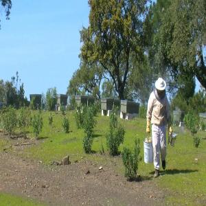  Miel D'espagne - produits sucrés nous sommes producteurs et emballeurs de miel naturel &agrave; córdoba (andalousie,  espagne). nous voulons contacter les distributeurs et les vendeurs de miel en france pour pouvoir vendre nos produits. miel naturel de thym,  de romarin,  de lavande,  de fleur d'oranger,  de chene vert et de fleurs. - m