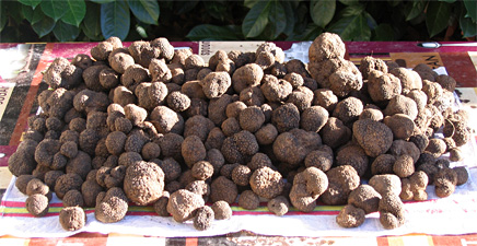  Truffes Fraîches - fruits et légumes bonjour, --je mets en vente une importante quantit&eacute; de truffes fra&icirc;chement r&eacute;colt&eacute;es et de tr&egrave;s bonne qualit&eacute;.--livraison possible dans tous les quatre coins du globe.--si int&eacute;ress&eacute;,  veuillez me contacter.--cordiales salutations.