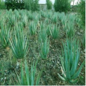  Gel Et Huile D'aloe Vera Marrakech - autres nous sommes aujourd hui,  la premi&egrave;re soci&eacute;t&eacute; marocaine qui fais &agrave; la fois,  la culture,  l extraction et la commercialisation du gel d aloe vera natif bio. nous sommes surtout la seule soci&eacute;t&eacute; qui se base sur un processus artisanal,  pour conserver tous les com