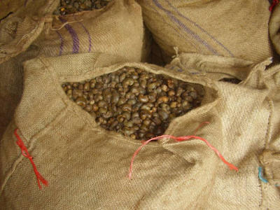  Noix D'acajou En Déstockage Au Bénin - fruits secs et graines grillées bonjour. je suis un grand producteur et &agrave; la fois un fournisseur de noix d'acajou au b&eacute;nin et je suis a la recherche de personnes ou de structure pouvant acheter cette marchandise qui envoisine 500 tonnes. les conditions de conservation et la qualit&eacute; ne sont plus &agrave; d&eacu