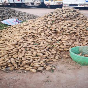  Vente En Gros De Patates Douces - fruits et légumes entreprise juridiquement reconnue----nous disposons d'une grande quantit&eacute; de patates douces de qualit&eacute; sup&eacute;rieure----disponibilit&eacute; annuelle 12mois/12----capacit&eacute; de livraison mensuelle 250 &agrave; 300 tonnes----nous venons aupr&egrave;s de vous par ce pr&eacute;se