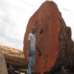  Africa Hardwood Timber Logs And Timber Products - wood charcoal fiber we deliver wood in all shapes and forms as required by each customer. in addition to wood,  we also supply wood products,  such as wood fuel (for example in the form of firewood or charcoal),  sawdust and wood pellets.--our customers are assured of the best quality and most cost effective timber produc