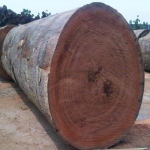  Grumes De Bois Feuillus D'afrique Et Produits Du - energie renouvelable nous livrons du bois sous toutes ses formes selon les besoins de chaque client. en plus du bois,  nous fournissons également des produits à base de bois,  tels que du bois de chauffage (sous forme de bois de chauffage ou de charbon de bois,  par exemple),  de la sciure de bois et des granu