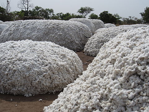  Fibres De Coton - semence graine plant nous disposons des graines de coton  de tres bonne qualite a un prix tres --abordable  le rapport qualite prix est une valeur importante que nous --pronons au sein de notre groupe  un partenariat gagnant gagnant sur du --long terme. n'hésitez pas à nous contacter pour d'éventuel