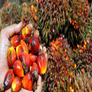  Vente De L'huile Rouge (huile De Palme) - huiles le prix varie selon la qualité demandée par le client. nous avons deux qualité d'huiles rouge. lokedavog et fils maîtrise bien la production et la commercialisation de l'huile rouge au bénin et dans le monde entier. les vertus de l'huile pour l’œil sont &eacut
