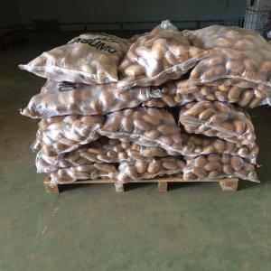  Pommes De Terre Blanches Marocaines De Haute Qual - fruits et légumes pommes de terre blanches de grande qualit&eacute; pretes &agrave; l exportation. emball&eacute; dans des sacs de 25kg ou 30kg (pas de filets). pommes de terre de grande taille. premiere classe pas deuxieme classe. pommes de terre et emballages standard europeens. pommes de terre blanches marocaines 