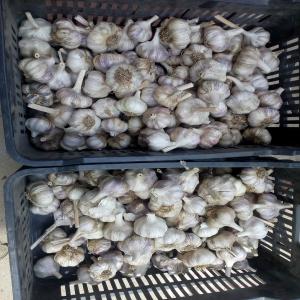  Ail Production 2018 - fruits et légumes on cherche des clients pour une grand quantit&eacute; d'ail calibre m&eacute;lang&eacute; en alg&eacute;rie,  pour plus d'information veuille nous contacter par &eacute;mail.--le produit et bien conserv&eacute;e dans des chambres froide,  voire photos.--