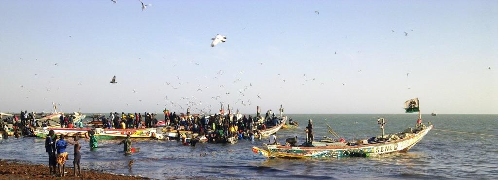  Daily Fresh Fish From Senegal - fish the fishermen's cooperative of the small port city of nianing,  on the south coast of senegal,  offers a regular supply of fresh fish of the day (fao zone 034).--providing all the appropriate certificates (sanitary,  original,  catch,  etc.) and being registered with the senegalese authorities,  we export