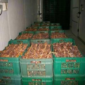 Vente De Dattes - fruits et légumes la nouvelle saison des dattes est bien là! une très bonne qualité de deglet nour  tunisienne --si vous etes intéressés n'hésitez pas à nous contacter