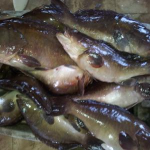  Vente De Poisson Frais De Qualité Supérieure - poissons nous sommes une entreprise d'exportation et de commercialisation de poissons frais  de qualit&eacute; sup&eacute;rieure . --nous sommes &agrave; la recherche de clients fiables et s&eacute;rieux afin de tisser un partenariat solide et durable.----nous exportons du poisson frais et congel&eacute;s pa