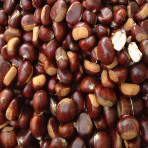  Chataigne Et Marron - fruits et légumes je suis grossiste dans le secteur de la ch&acirc;taigne et marron fra&icirc;ches d'italie,  mais en grande quantit&eacute; &agrave; partir du mois d'octobre.possibilit&eacute; de livraison dans toute l'europe,  pour plus d'informations et de prix contactez-moi.