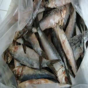  Surgélateurs, Décongélateurs, Réfri De Poisson - conserve semi conserve nous fabriquons des &eacute;quipements sur mesure pour le lavage,  d&eacute;cong&eacute;lation,  cuisson,  refroidissement,  surg&eacute;lation iqf en saumure et filtration pour l'industrie du poisson,  fruits et l&eacute;gumes.--nous sommes bas&eacute;s &agrave; agadir et disposons d'une &eacute;quipe t