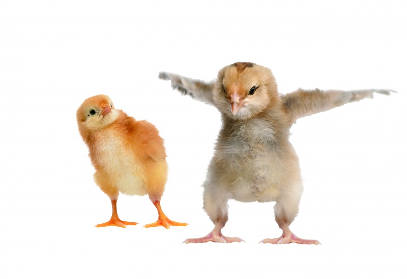  Vente De Poulet Coquelet Chair Et Poussins - viandes et oeufs poussin chair scoob500 a 800fr cfa coquelet 300fr cfa  bleu d hollande 600fr cfa  poulet pondeuse isa brow 6000cfa coquelet 2500cfa rodh island 10000mile frcfaen vente