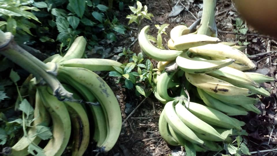  Vente Bord Champ Prix Attractifs - féculents bonjour nous sommes  des producteurs agricole bio et nous sommes en pleine production  nous proposons des plantain bio bord champ  à des prix très attractif