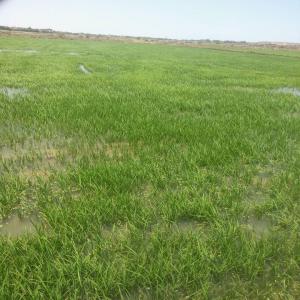  Sollicite Un Associé Agricole - fruits et légumes bonjour--je suis propriétaire d'un champ au nord du sénégal  ci jointe photogravure.--désire avoir un partenaire financier et technique pour l'exploitation rendement agro-industrielle.--meilleures salutations------