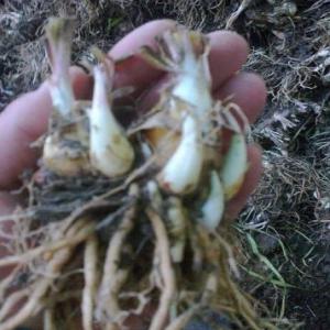  Tubercules De La Tubéreuse Polyanthes Tuberosa. - semence graine plant nous vendons des tubercules de la tubéreuse polyanthes tuberosa.--la tubéreuse,  l'une des fleurs les plus parfumées----la tubéreuse (polianthes tuberosa) est une plante vivace originaire du mexique. elle y pousse spontanément dans les bois clairsemés,  sur le