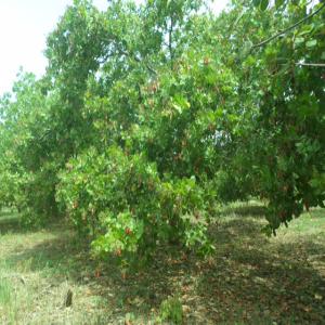  Engrais Bio Révolutionnaire - chimie additif engrais * yirifla ( signifie médicament des plantes en langue locale ivoirienne ) est un engrais bio liquide dans une bouteille de 1 litre à diluer dans 60 litres d'eau et à appliquer sur 1 hectare de tout type de culture. --* yirifla favorise,  accélère la croissance,  d&ea