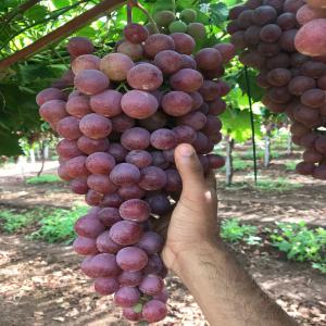  Offre De Production Des Raisins De Table Maroc - fruits et légumes meilleure qualité ayant une référence sur l échelle nationale--nous cherchons des clients en afrique  --expédition par conteneur frigorifique 20 ou 40 pieds (voie maritime) du port tanger med maroc à destination du client