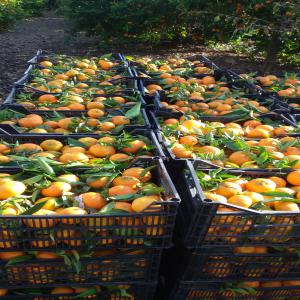  Cherche Producteurs De Fruits (agrumes) - fruits et légumes je recherche des producteurs et sans intermédiaire, des agriculteurs d'agrumes ( clémentines,  orange, kiwi,  ananas, mangue).--avec des prix kilo a 0, 20-0, 25-0, 30-0, 40-0, 50 centimes d'euros le kilo.--je suis intéressé pour prendre 2 tonnes, 4 tonnes 7 tonnes .
