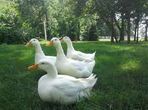  Canard De Pekin - animaux vivants je recherche des canard de pékin pour élever et faire leur reproduction. j'ai besoin de 10 femelles et 2 males. si j'ai aussi les oeufs fécondé de cet espèce je prendrai car j'ai un incubateur. 20 œufs que je veux. 